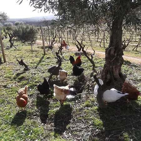 卡萨巴图塞拉度假屋 *