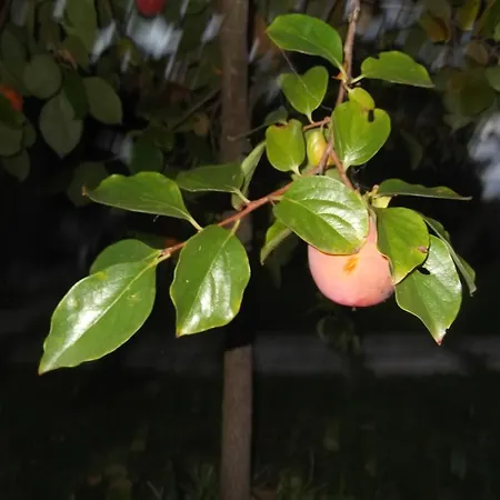 卡萨巴图塞拉度假屋 *